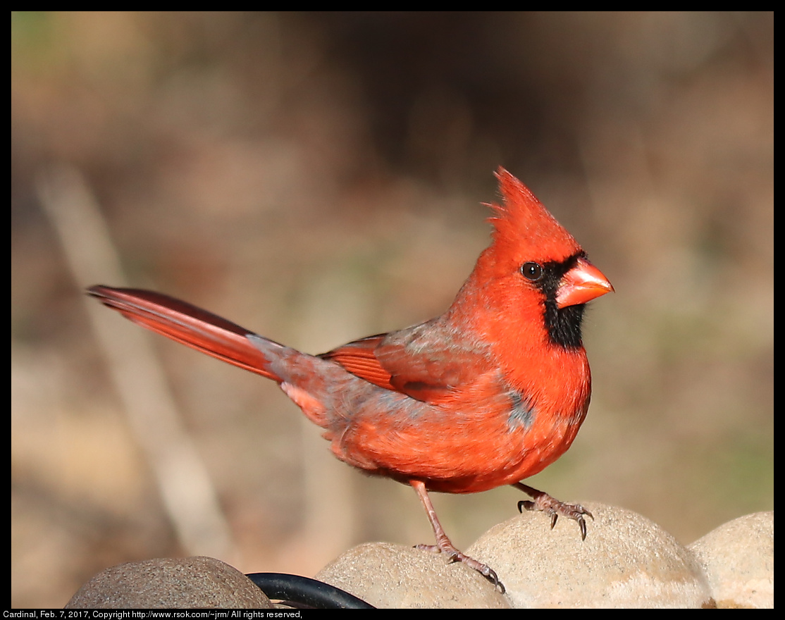 2017feb07_cardinal_IMG_1042.jpg