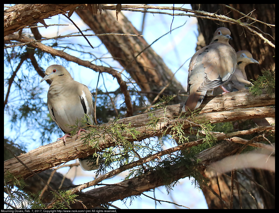 2017feb07_doves_IMG_1025.jpg