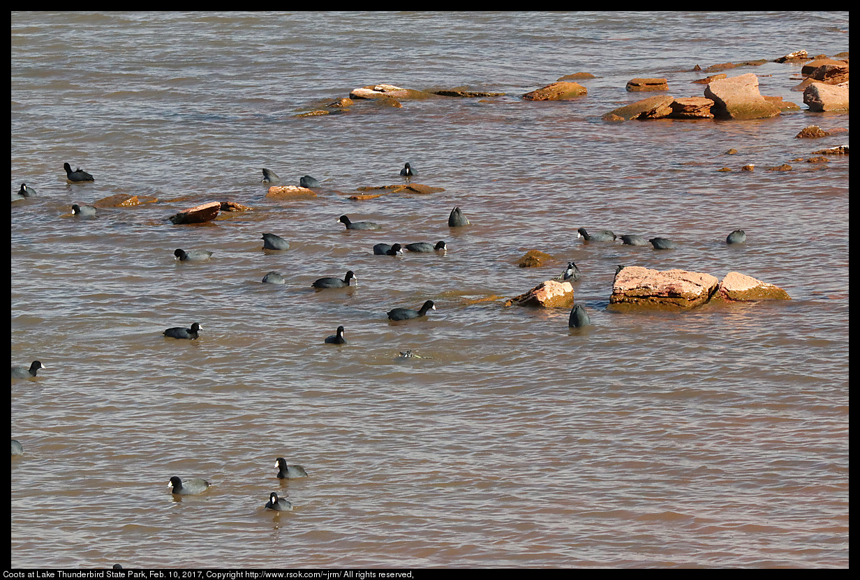 2017feb10_coots_1125.jpg