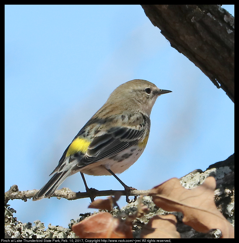 2017feb10_finch_IMG_1077.jpg