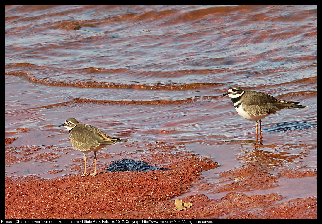 2017feb10_killdeer_IMG_1112.jpg