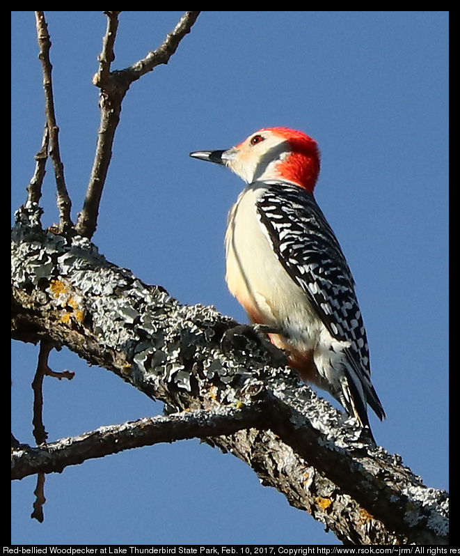 2017feb10_woodpecker_IMG_1066.jpg