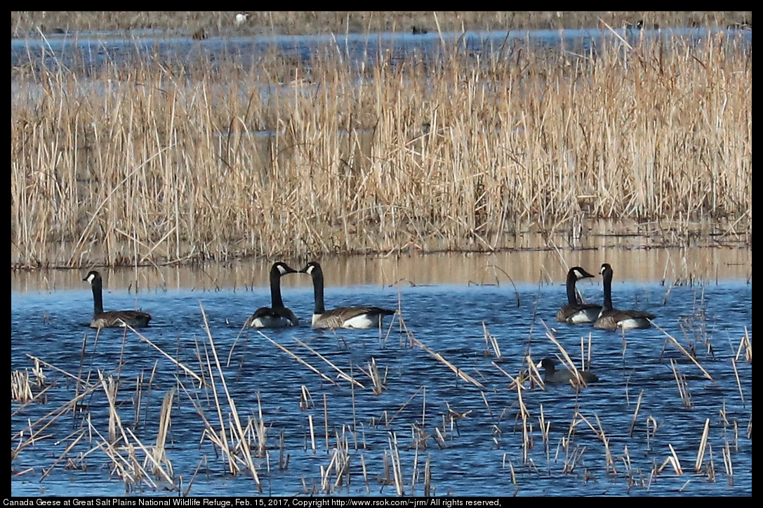 2017feb15_geese_IMG_1230.jpg