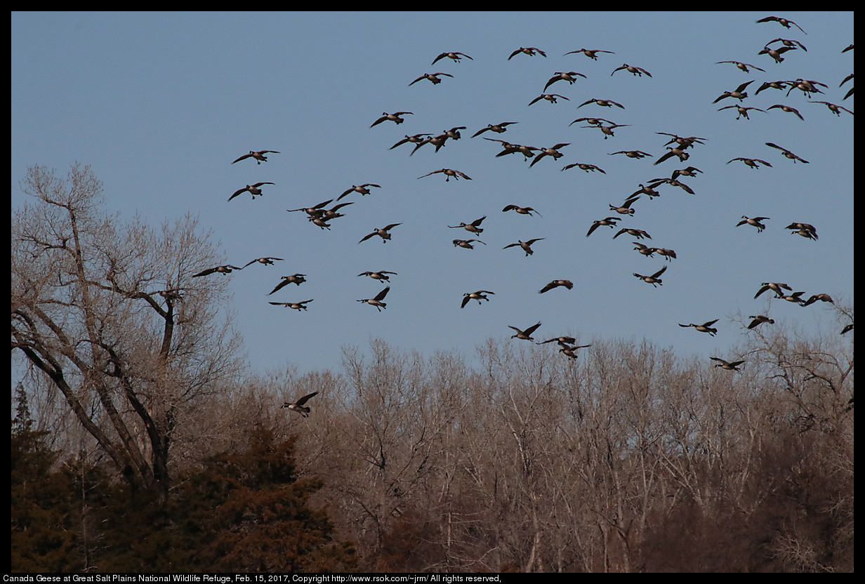 2017feb15_geese_IMG_1244.jpg