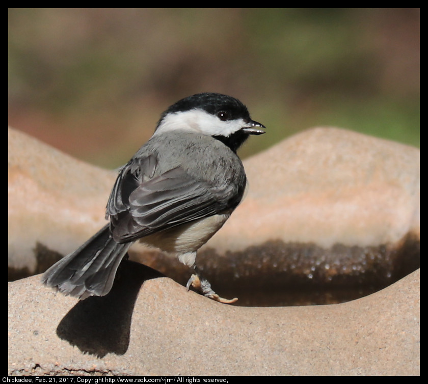 2017feb21_chickadee_IMG_1381.jpg