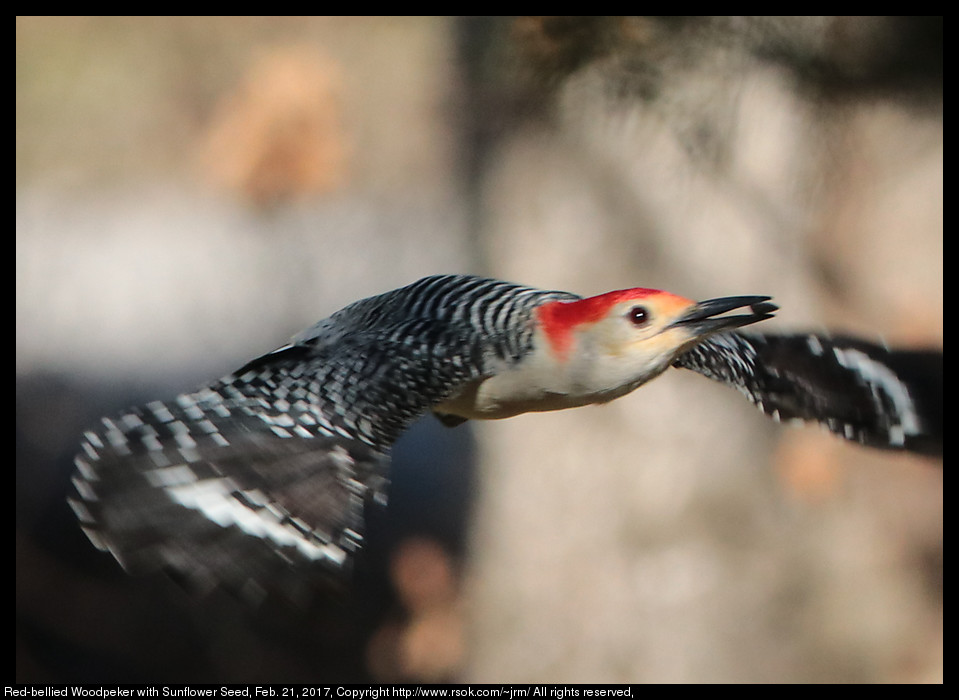 2017feb21_woodpecker_IMG_1428.jpg