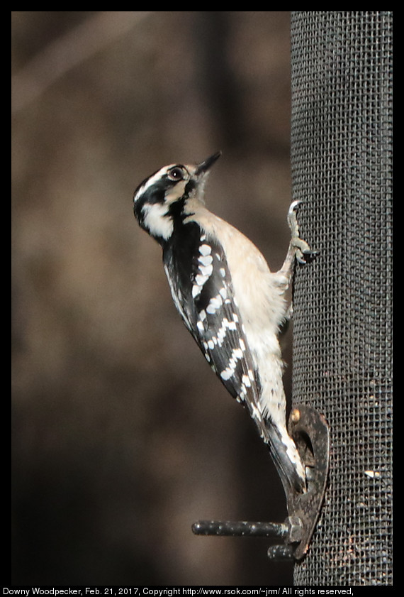 2017feb21_woodpecker_IMG_1441.jpg