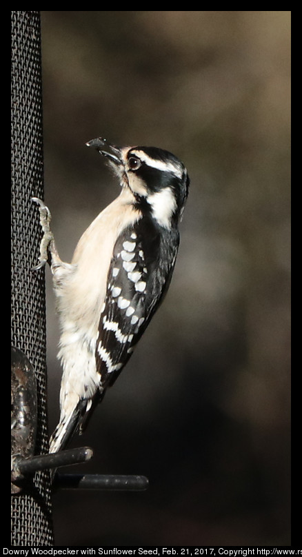 2017feb21_woodpecker_IMG_1448.jpg