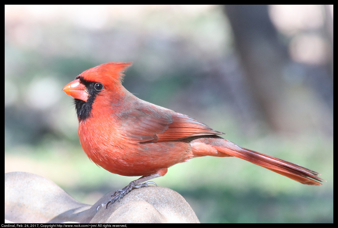 2017feb24_cardinal_IMG_1595.jpg