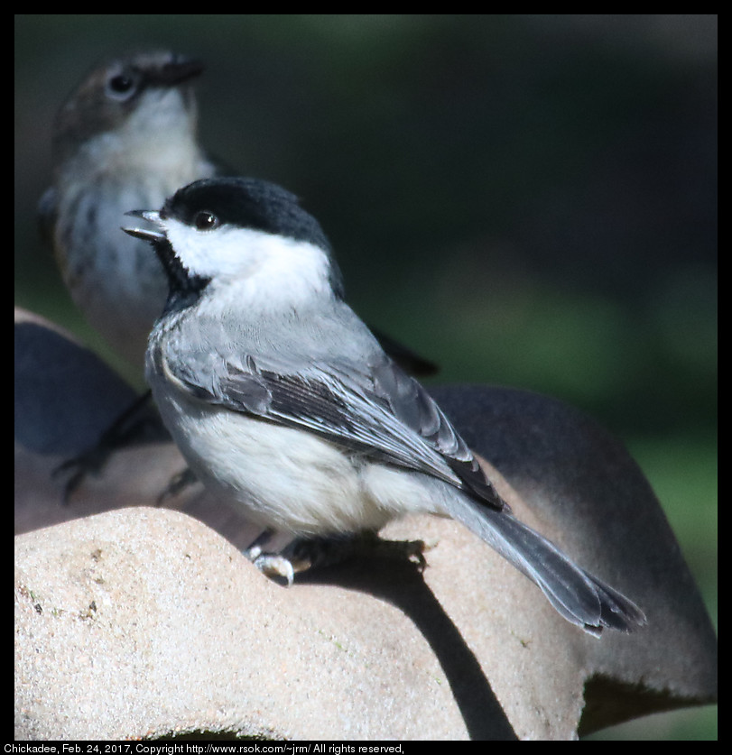 2017feb24_chickadee_IMG_1600.jpg