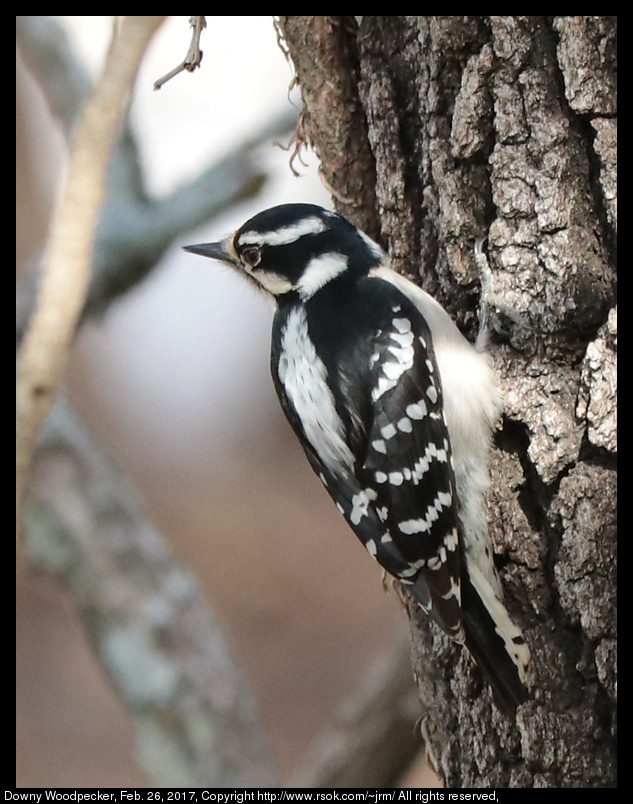 2017feb26_woodpecker_IMG_1691.jpg