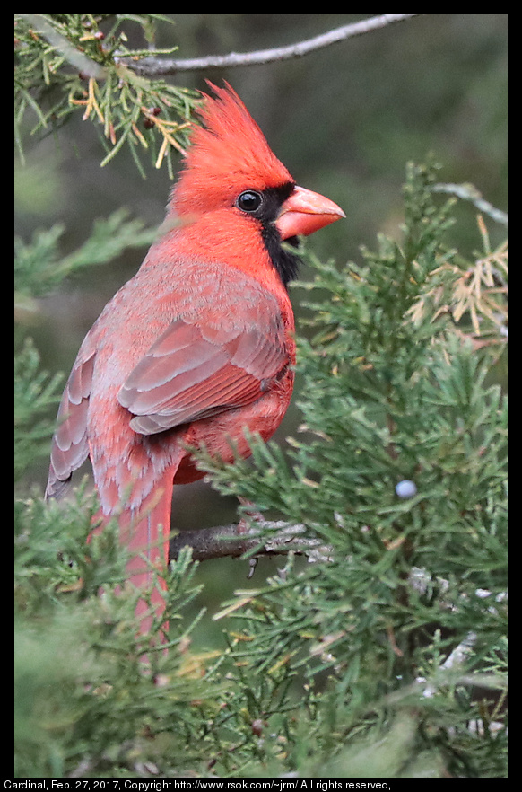 2017feb27_cardinal_IMG_1698.jpg