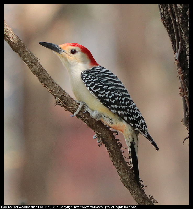 2017feb27_woodpecker_IMG_1732.jpg