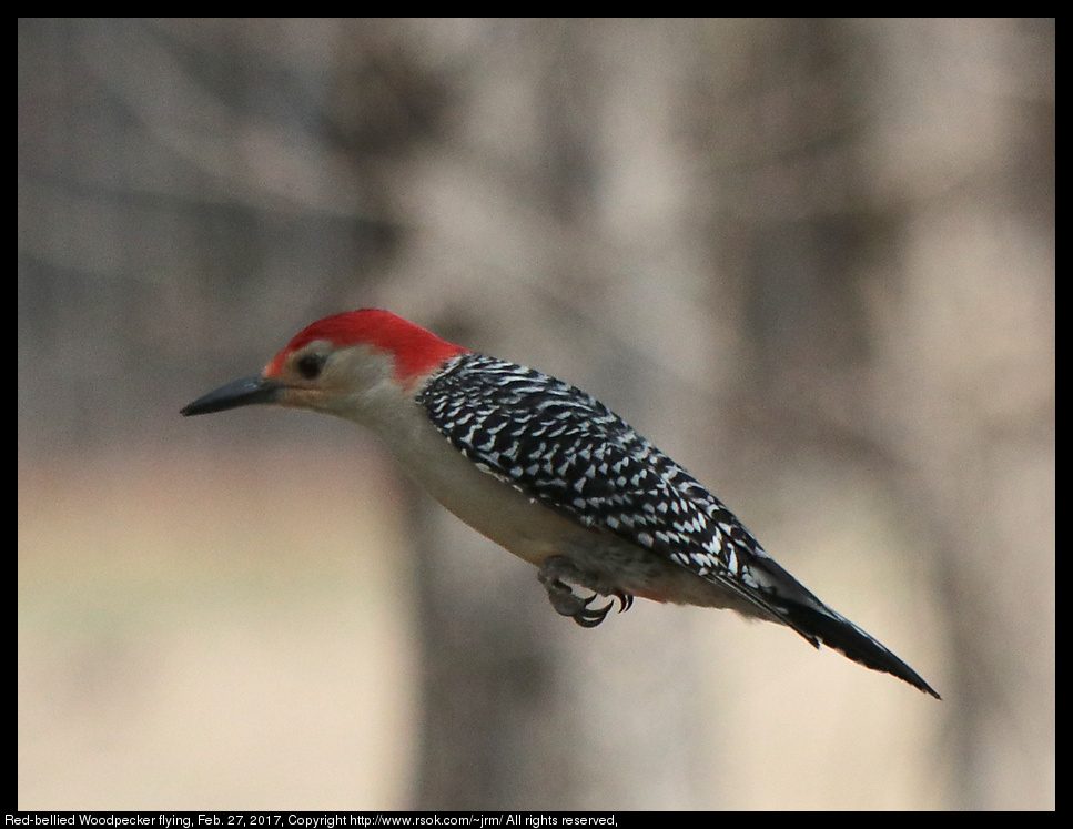 2017feb27_woodpecker_IMG_1734.jpg