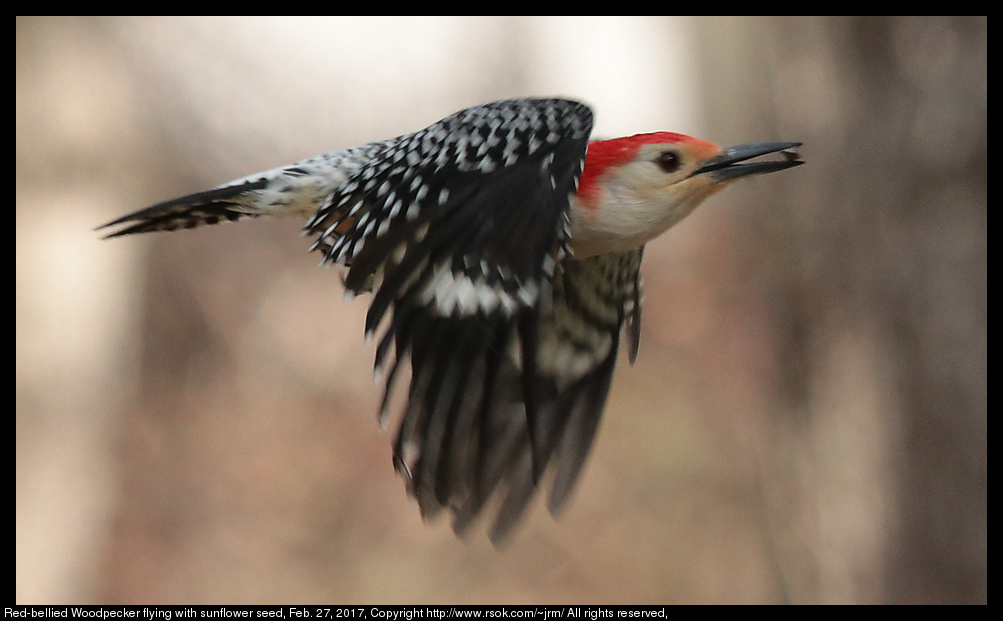 2017feb27_woodpecker_IMG_1747.jpg