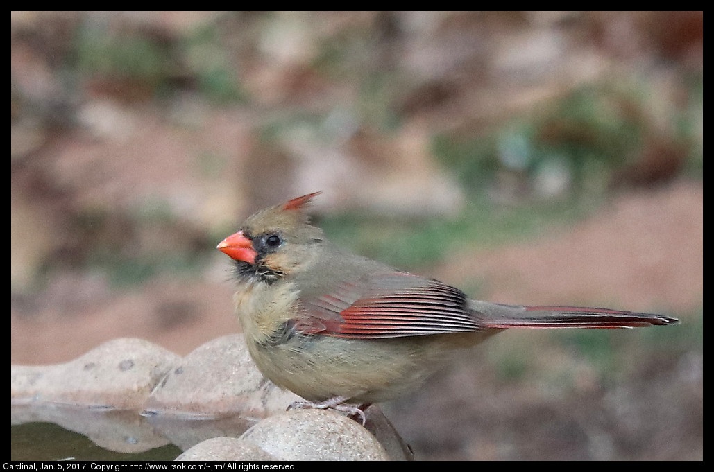 2017jan05_cardinal_IMG_0094.jpg