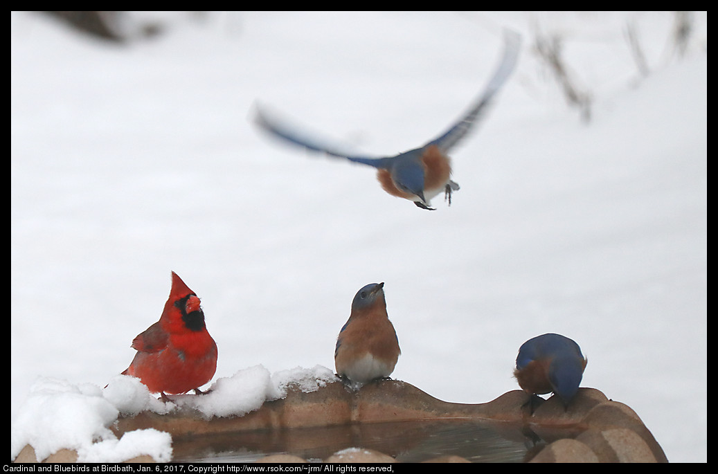 2017jan06_birdbath_IMG_0177.jpg