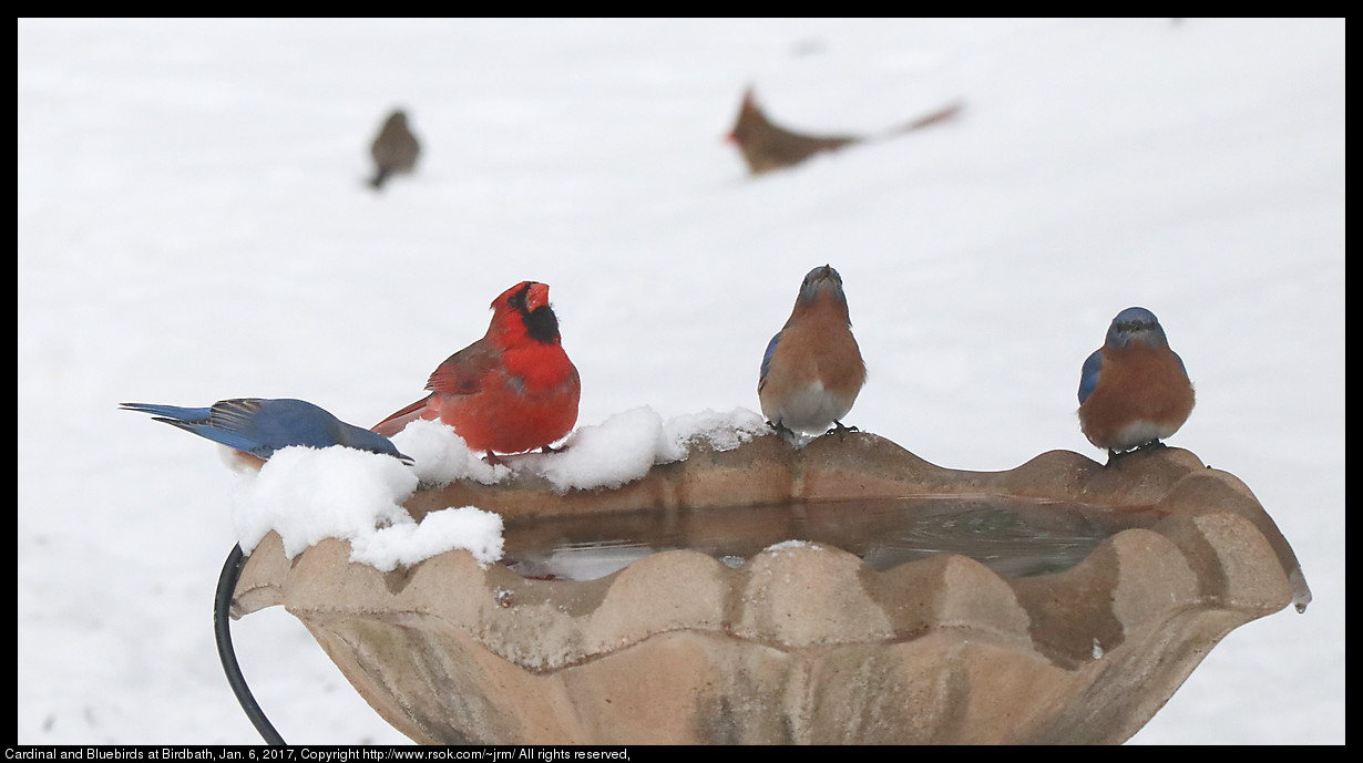 2017jan06_birdbath_IMG_0180.jpg