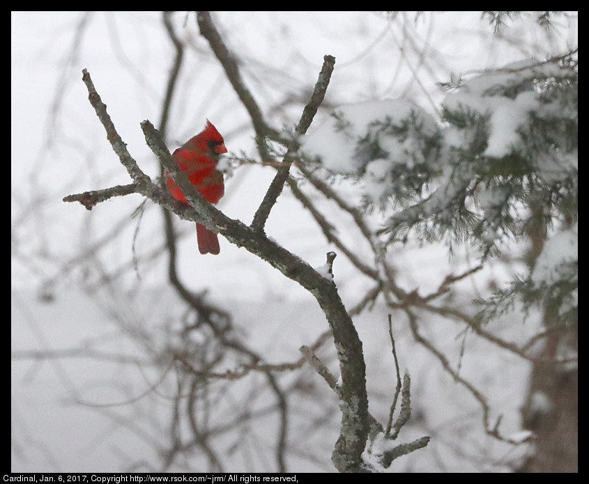 2017jan06_cardinal_IMG_0175.jpg