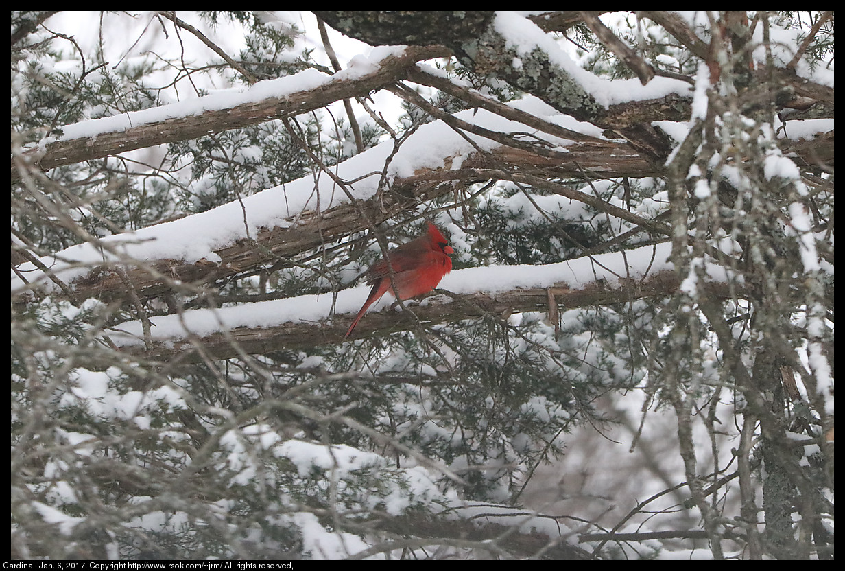 2017jan06_cardinal_IMG_0185.jpg