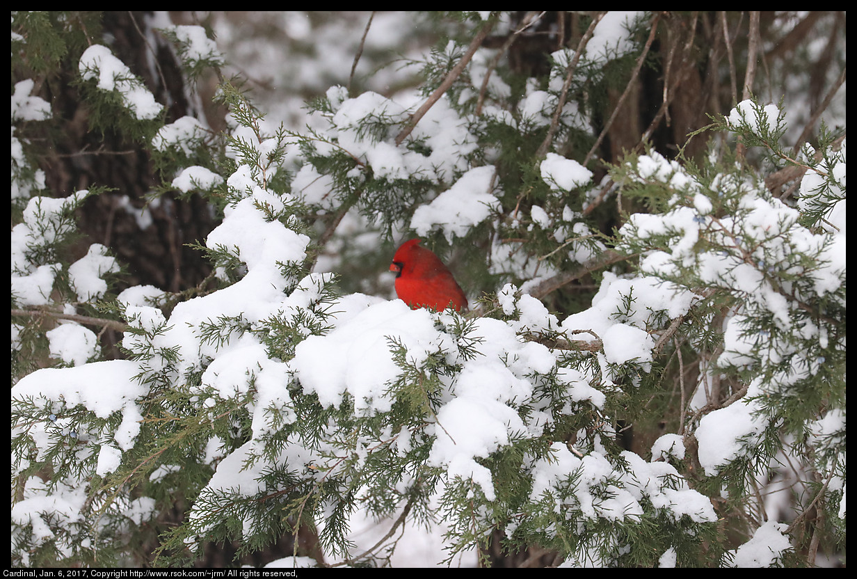 2017jan06_cardinal_IMG_0221.jpg