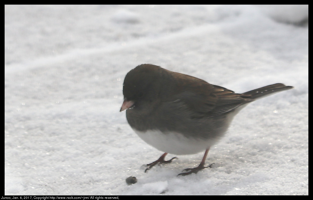 2017jan06_junco_IMG_0190.jpg