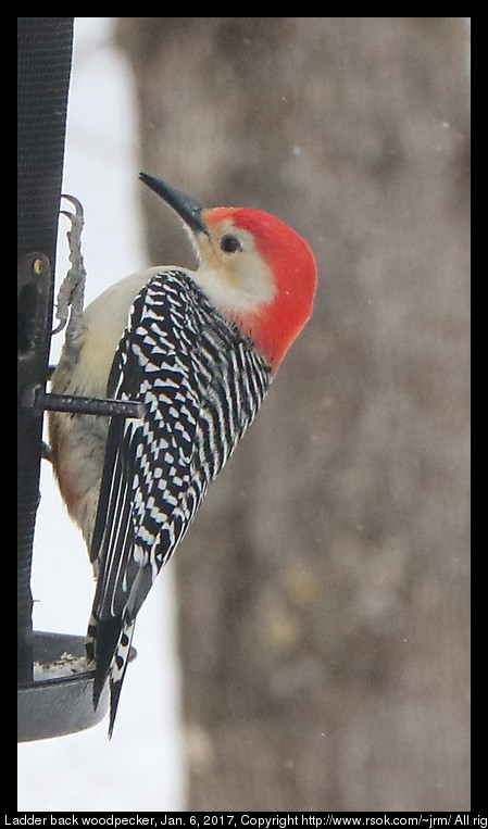 2017jan06_woodpecker_IMG_0215.jpg