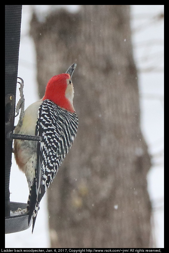 2017jan06_woodpecker_IMG_0218.jpg