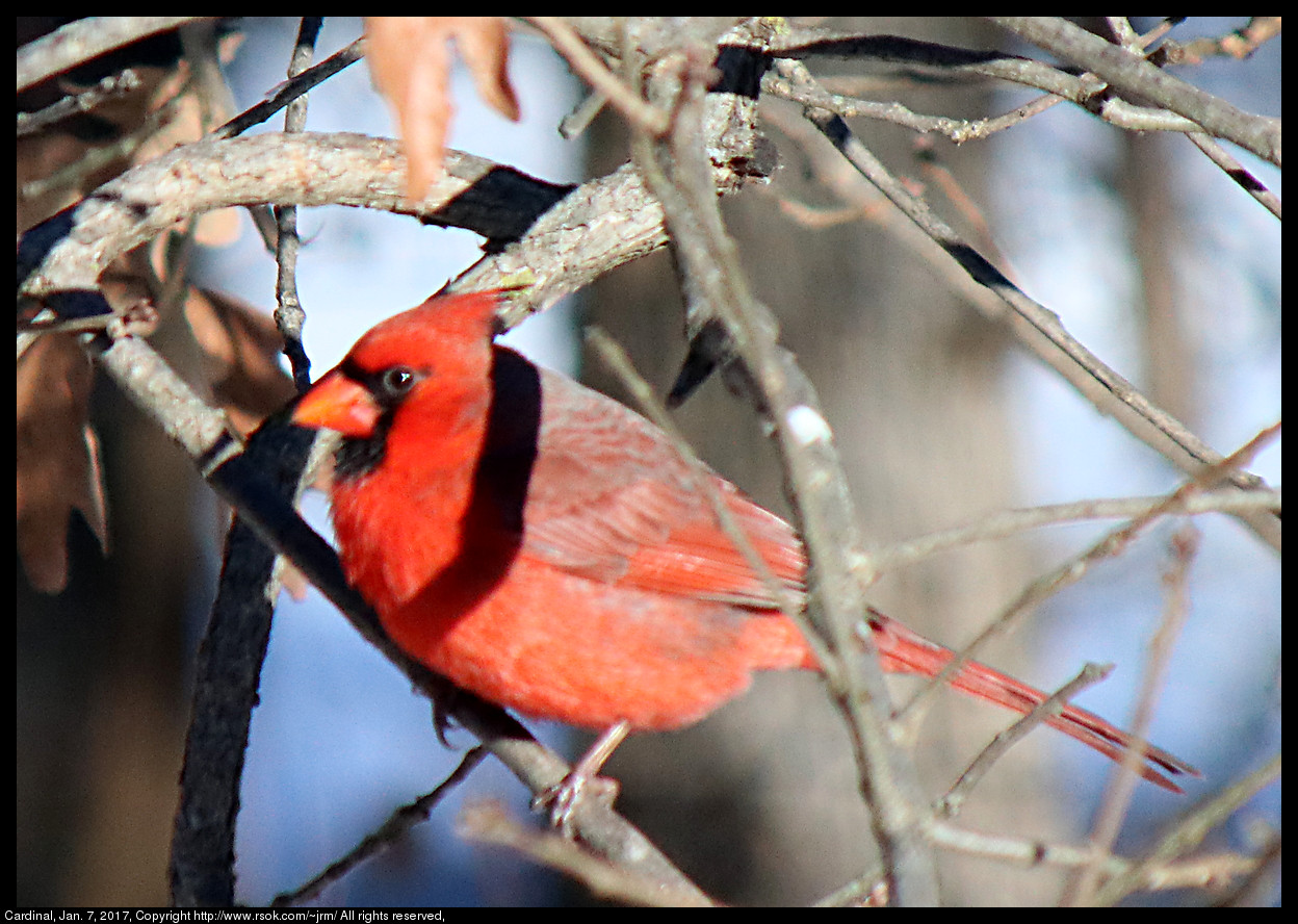 2017jan07_cardinal_IMG_0277.jpg