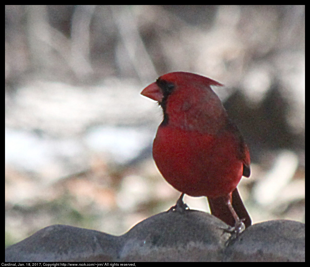 2017jan18_cardinal_IMG_6696.jpg