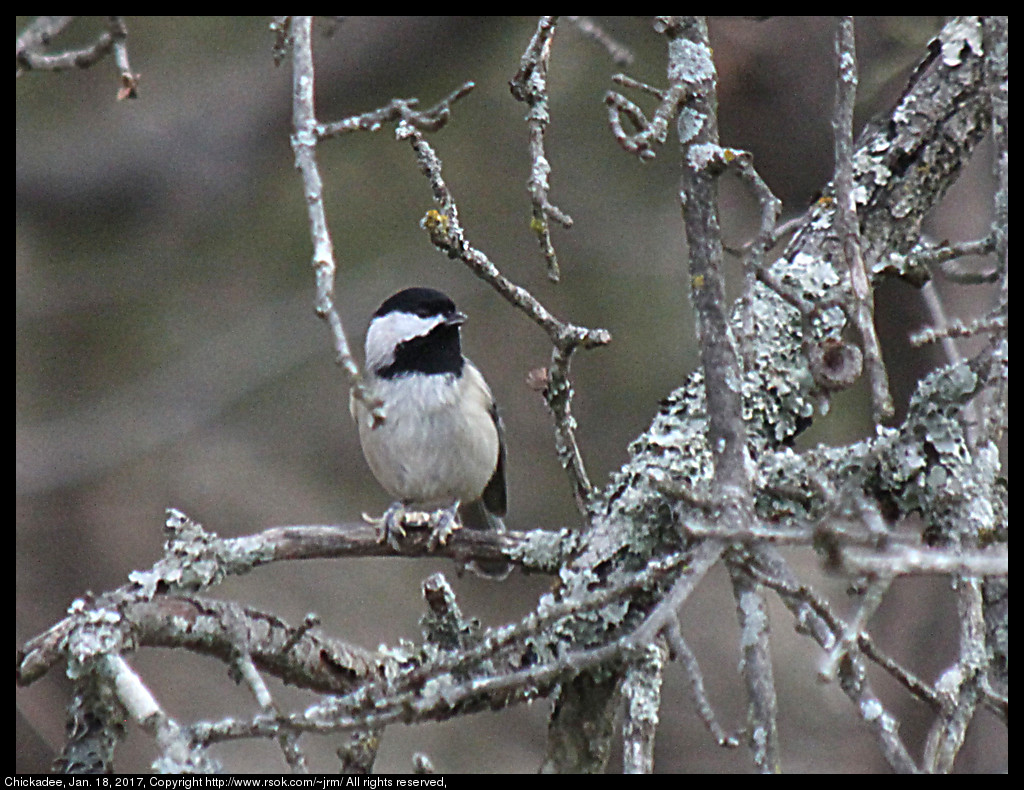 2017jan18_chickadee_IMG_6692.jpg