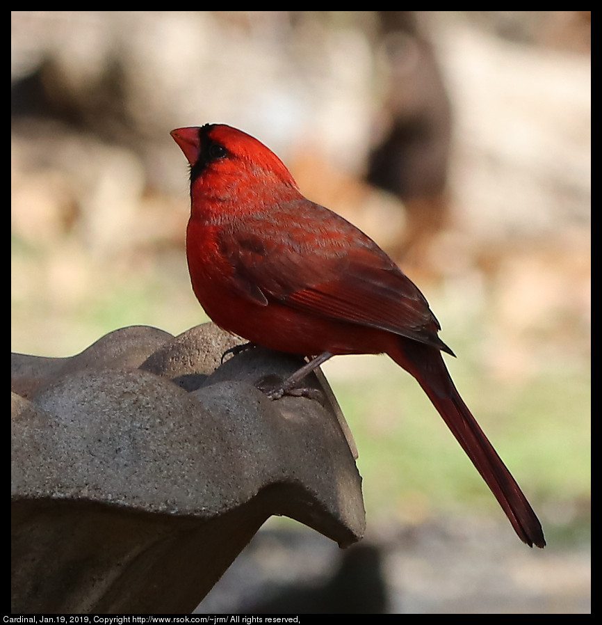 2017jan19_cardinal_IMG_0407.jpg