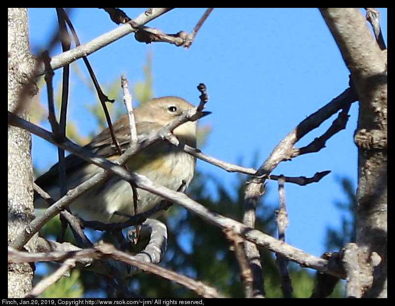 2017jan20_finch_IMG_0434.jpg