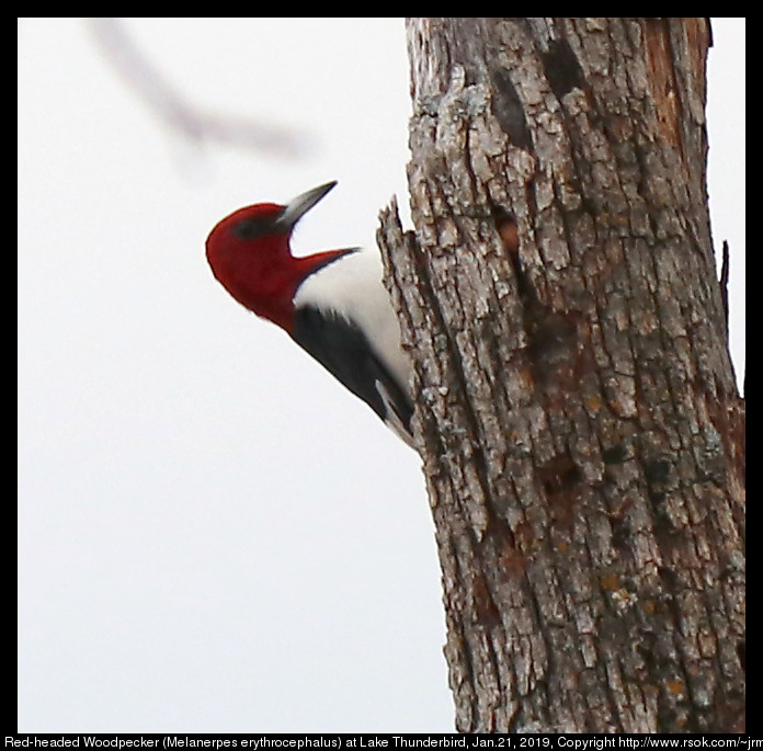 2017jan21_woodpecker_IMG_0459.jpg