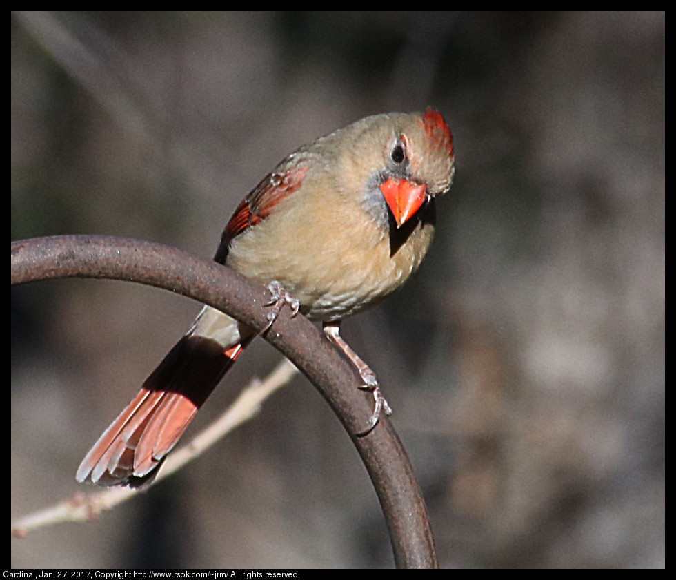 2017jan27_cardinal_IMG_0766.jpg