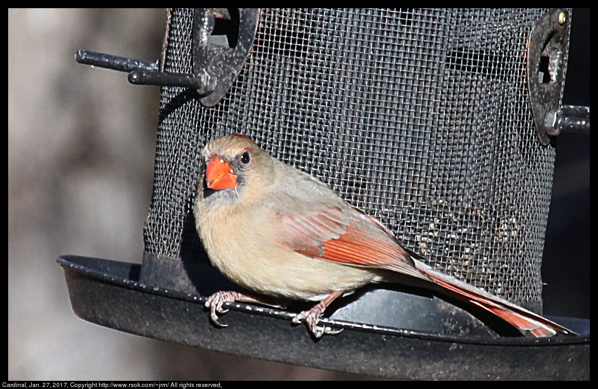 2017jan27_cardinal_IMG_0774.jpg