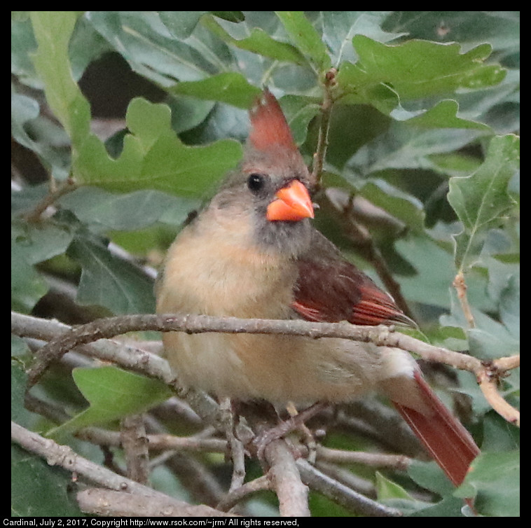 2017jul02_cardinal_IMG_5394.jpg