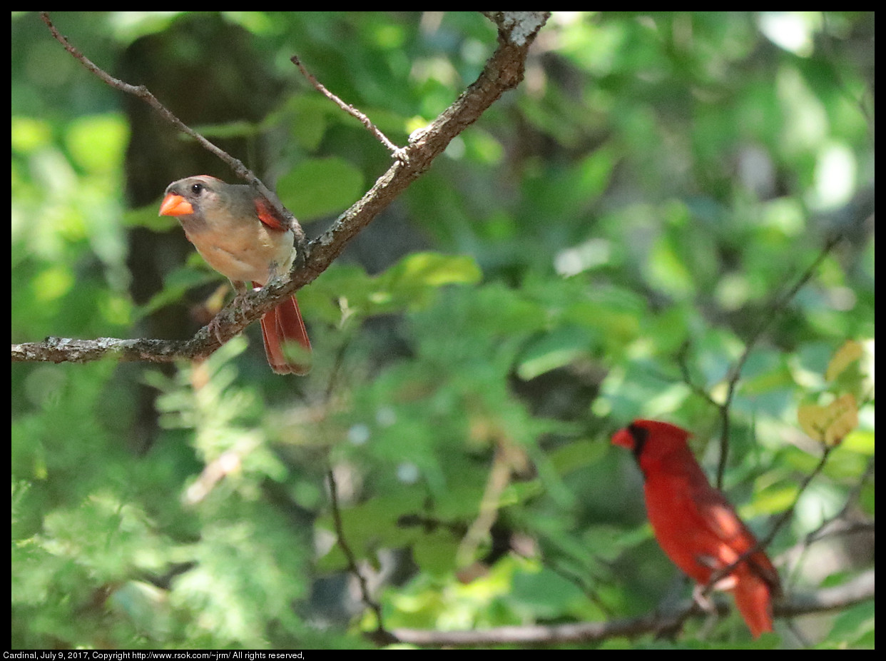 2017jul09_cardinal_IMG_5573.jpg