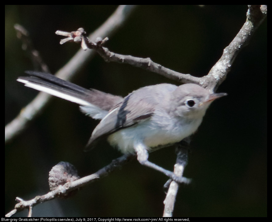 2017jul09_gnatcatcher_IMG_5570c.jpg