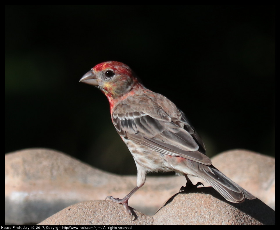 2017jul10_finch_IMG_5602.jpg