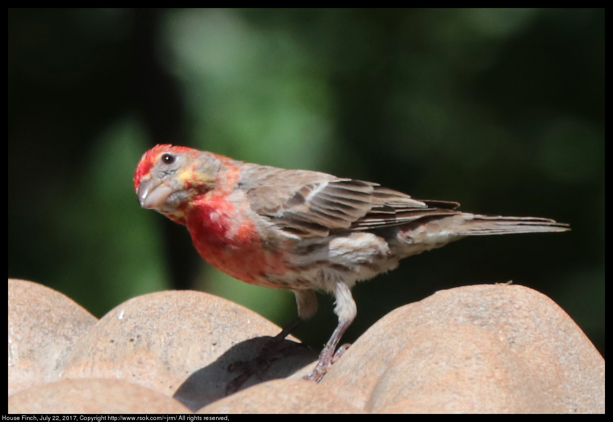 2017jul22_finch_IMG_5801.jpg