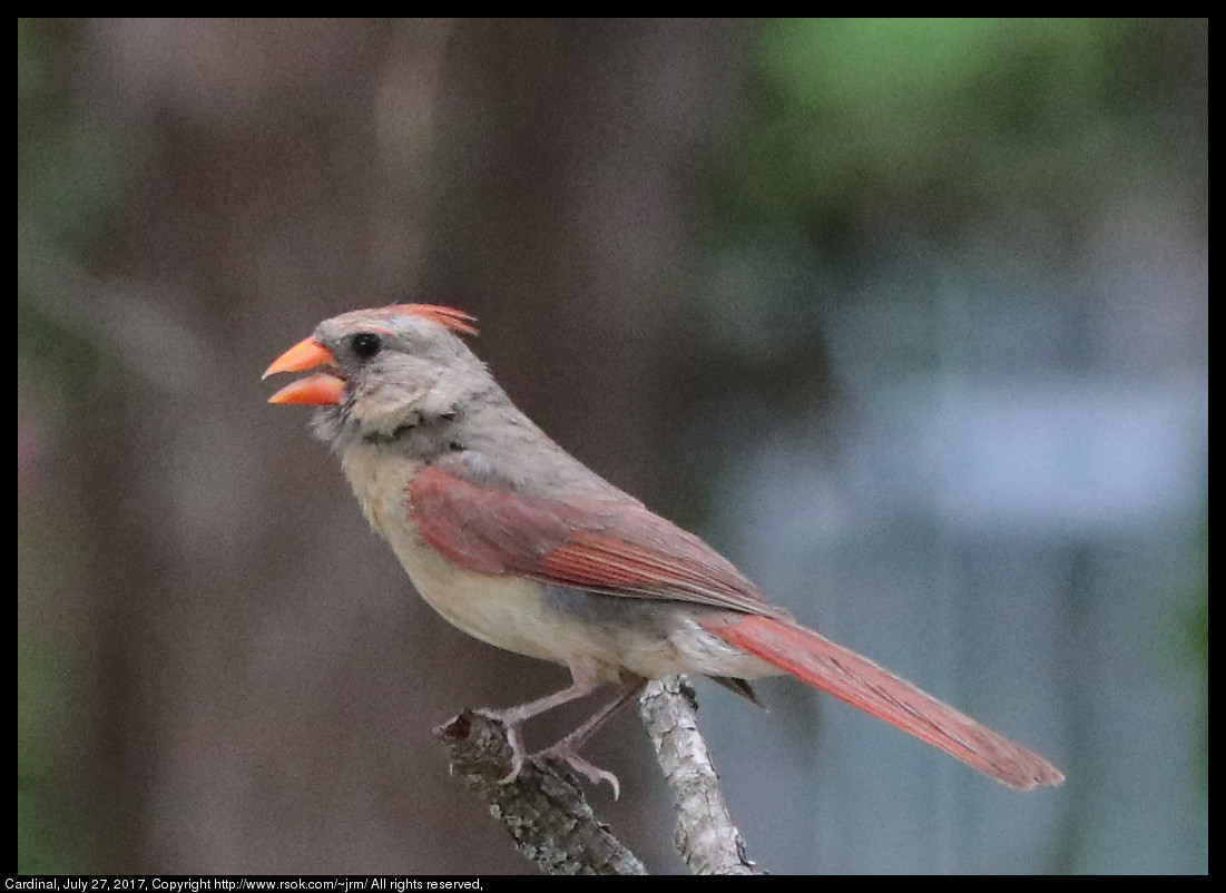 2017jul27_cardinal_IMG_5859.jpg