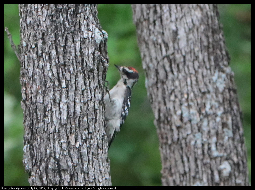 2017jul27_woodpecker_IMG_5853.jpg