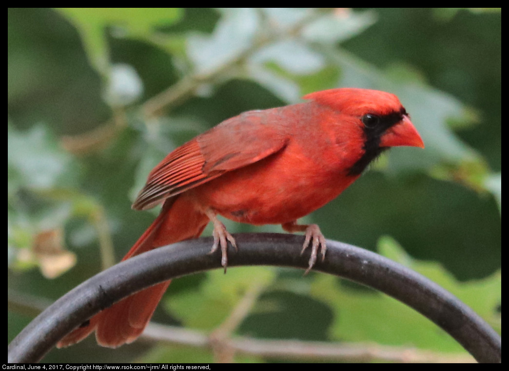 2017jun04_cardinal_IMG_4438.jpg