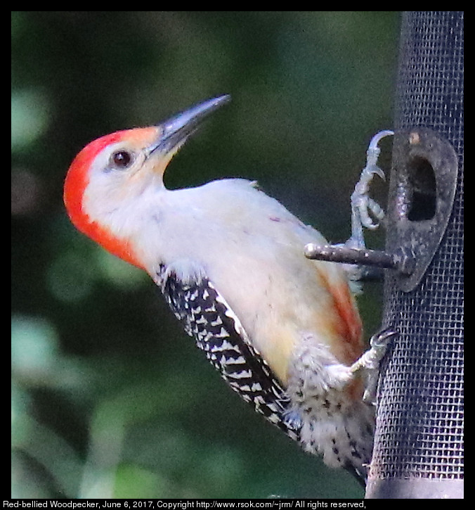 2017jun06_woodpecker_IMG_4560.jpg