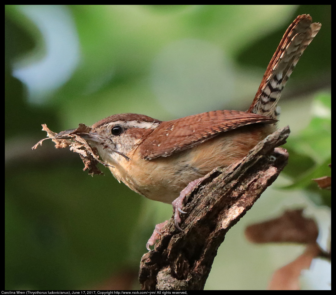 2017jun17_wren_IMG_4998.jpg