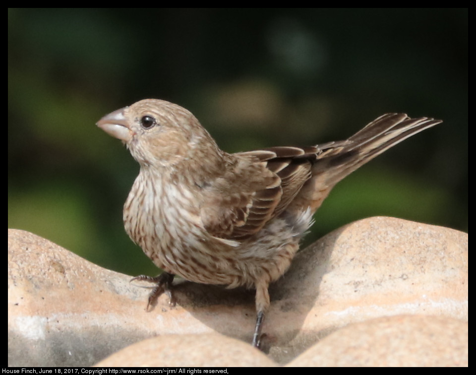 2017jun18_finch_IMG_5062.jpg