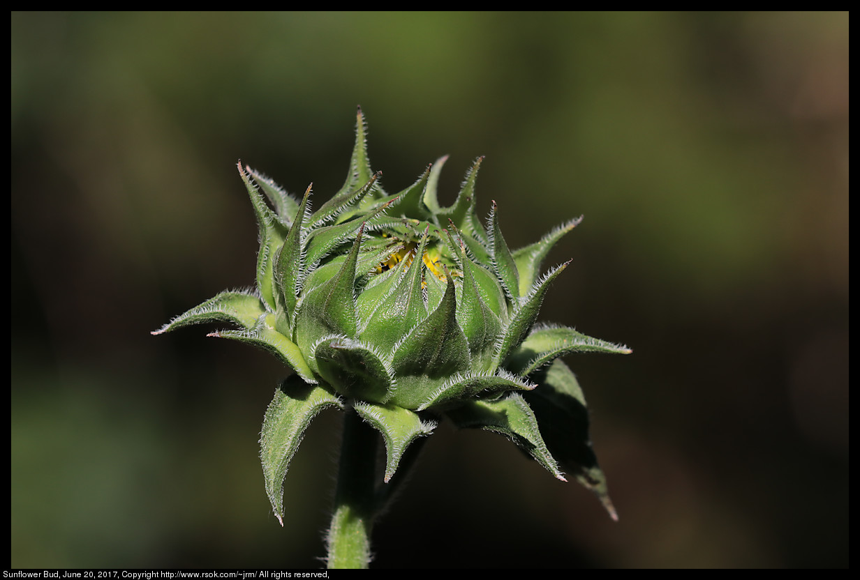 2017jun20_sunflower_IMG_5196.jpg