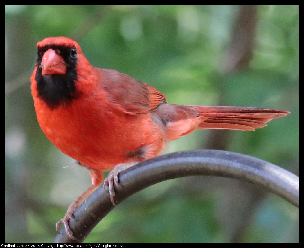 2017jun27_cardinal_IMG_5301.jpg