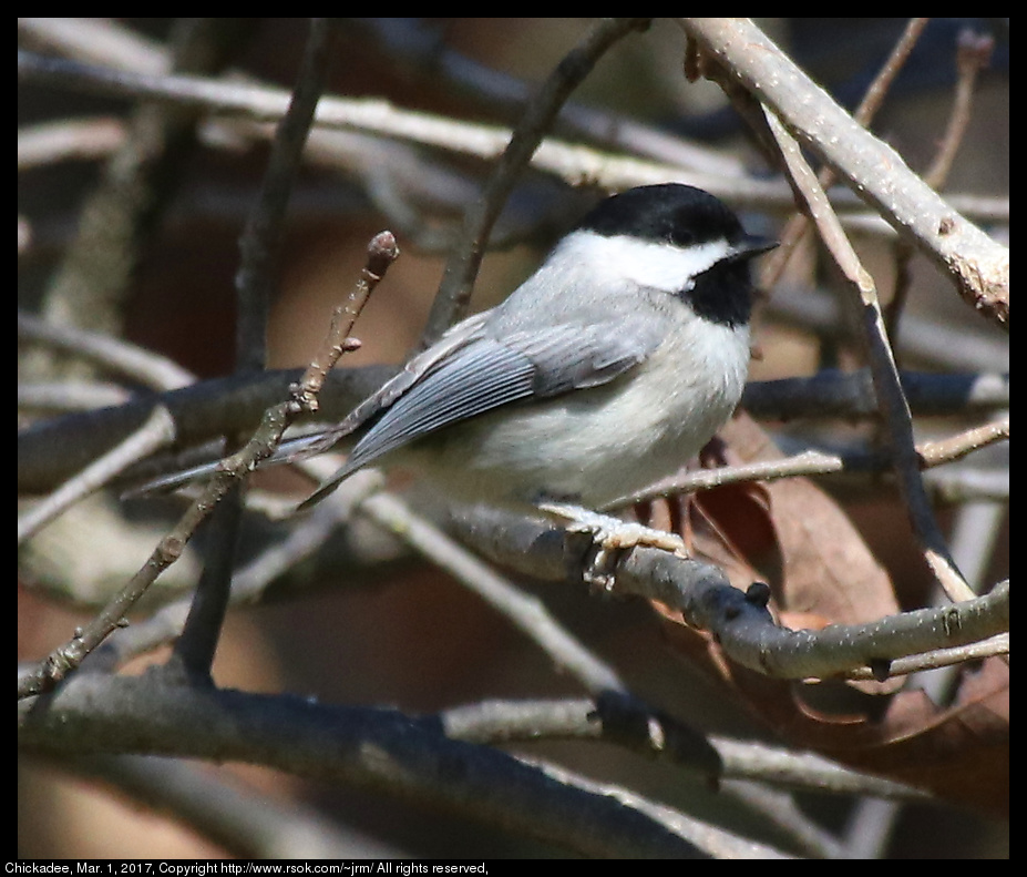 2017mar01_chickadee_IMG_1853.jpg